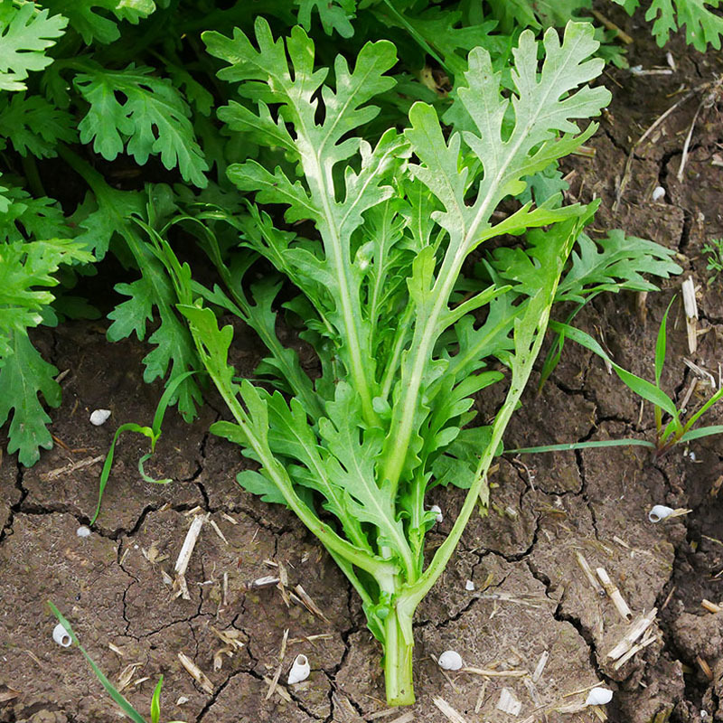 皇帝菜种子割茬火锅菜蔬菜种籽四季种植生长速度快