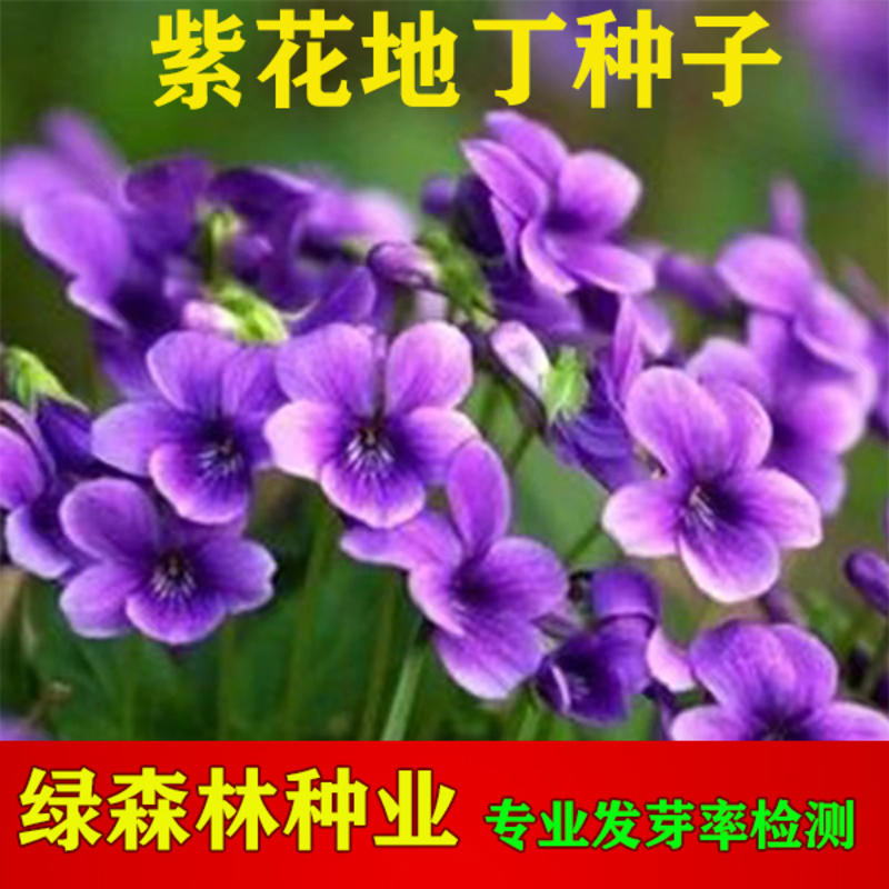 紫花地丁种子，当年新种，颗粒饱满，全国发货