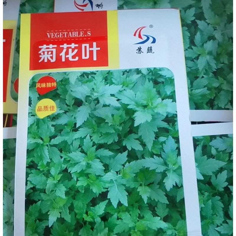 大叶菊花脑种子菊叶种苗四季种植多年生蔬菜种子种苗