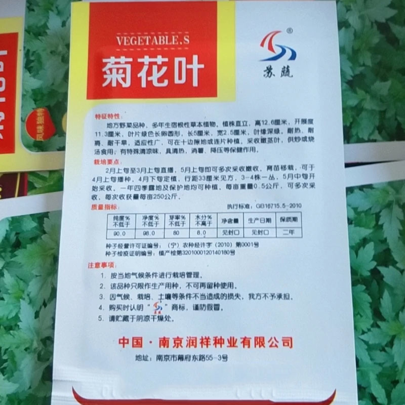 大叶菊花脑种子菊叶种苗四季种植多年生蔬菜种子种苗