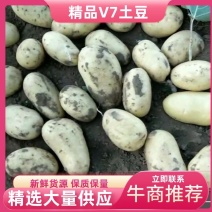 坝上黄沙土地三优产品，V7土豆，精品货源，供应全国市场