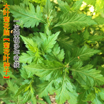 大叶菊花脑种子菊叶种苗四季种植多年生蔬菜种子种苗