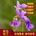 紫花地丁种子，当年新种，颗粒饱满，全国发货