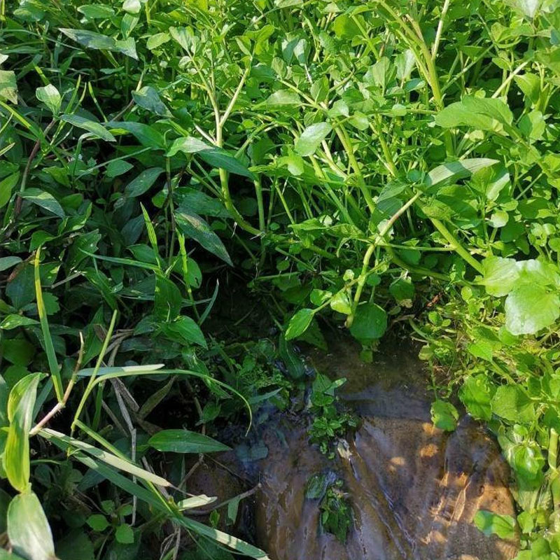 豆瓣菜种子西洋菜籽蔬菜种子水培多年生耐高温