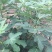 新品种紫色波尔多无花果树苗盆栽地栽无花果南北方种植当年结