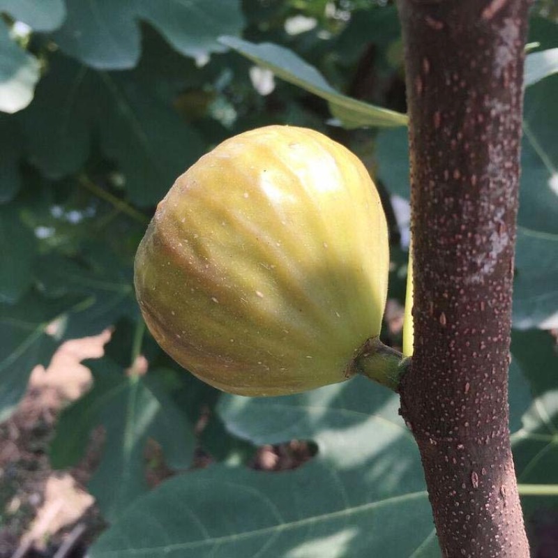 无花果树苗波姬红布兰瑞克品种嫁接苗南北方盆栽地栽水果当年