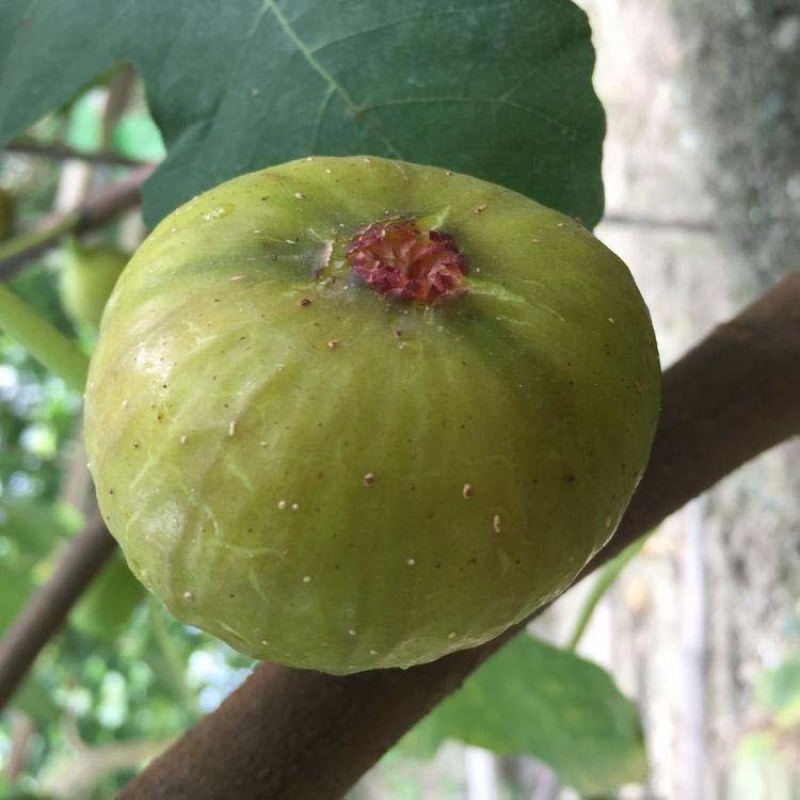 无花果树苗波姬红布兰瑞克品种嫁接苗南北方盆栽地栽水果当年