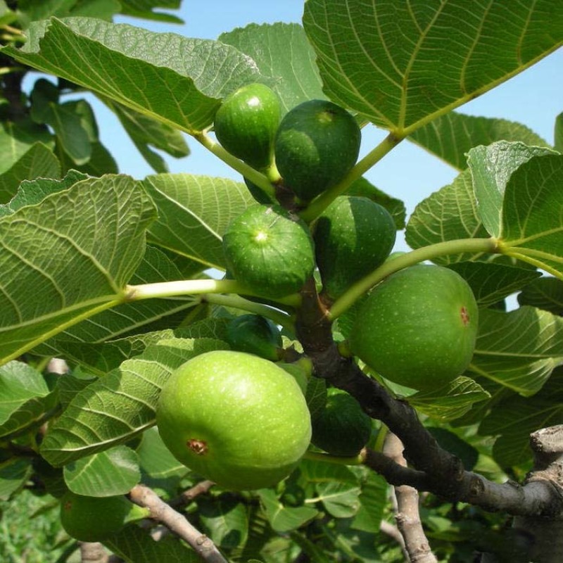 无花果树苗波姬红布兰瑞克品种嫁接苗南北方盆栽地栽水果当年