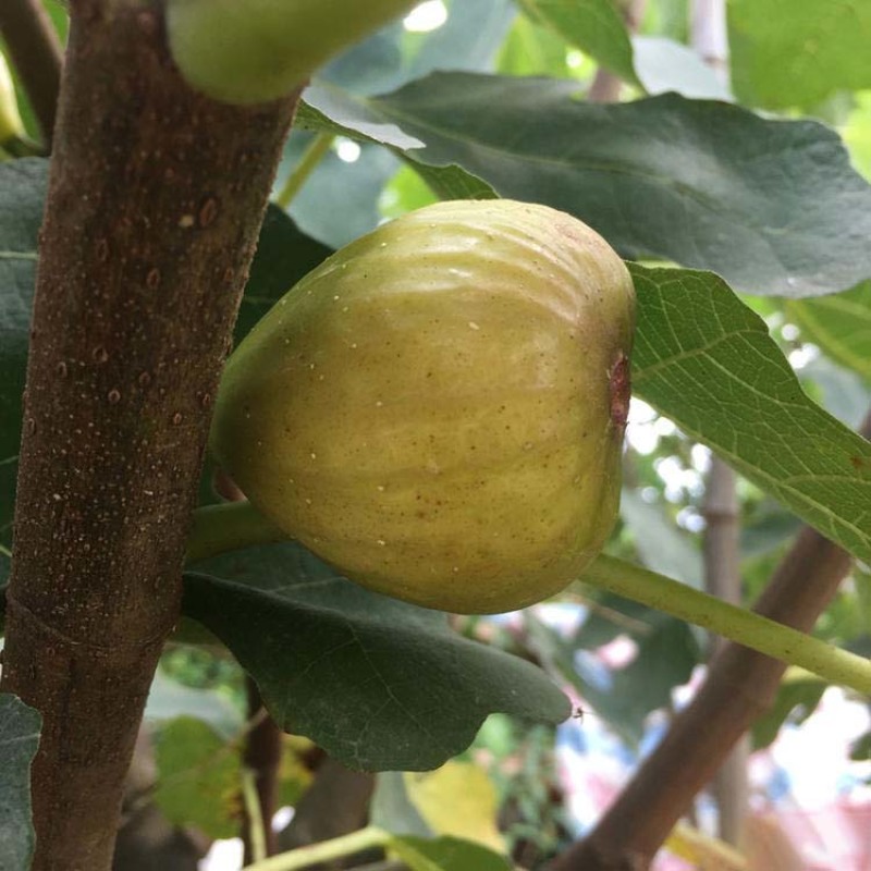 无花果树苗波姬红布兰瑞克品种嫁接苗南北方盆栽地栽水果当年
