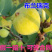 无花果树苗波姬红布兰瑞克品种嫁接苗南北方盆栽地栽水果当年