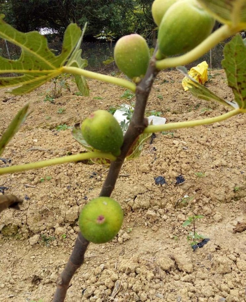 无花果树苗波姬红布兰瑞克品种嫁接苗南北方盆栽地栽水果当年
