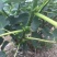 无花果树苗波姬红布兰瑞克品种嫁接苗南北方盆栽地栽水果当年