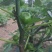 无花果树苗波姬红布兰瑞克品种嫁接苗南北方盆栽地栽水果当年