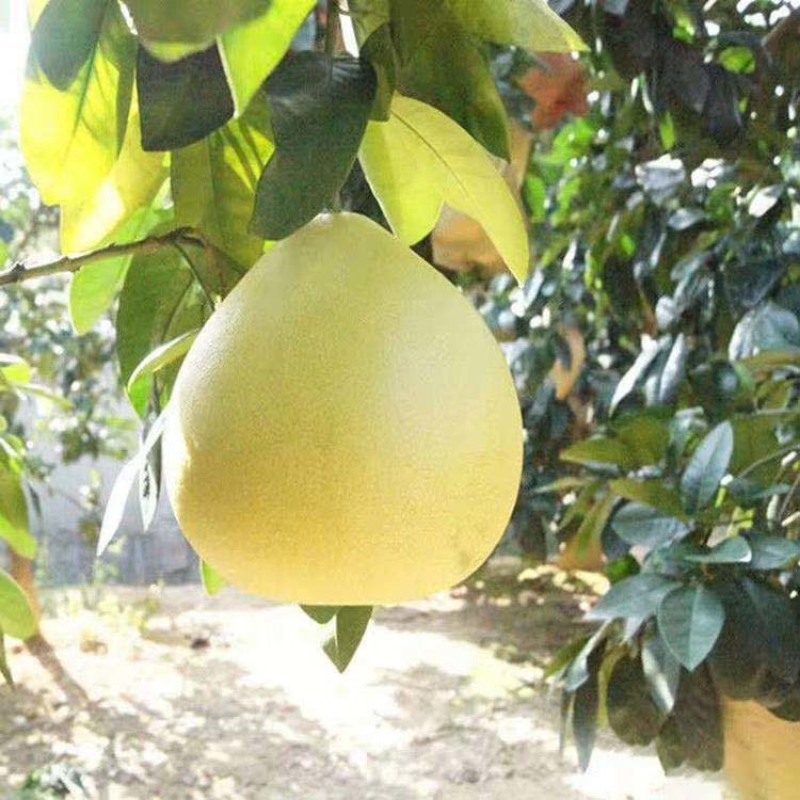 福建官溪平和蜜柚柚子苗管溪红心蜜柚苗三红蜜柚树苗红肉密柚