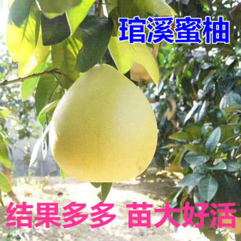 福建官溪平和蜜柚柚子苗管溪红心蜜柚苗三红蜜柚树苗红肉密柚