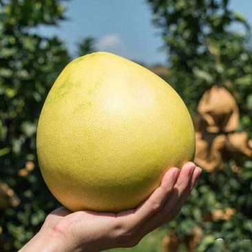 黄金蜜柚苗嫁接金橘蜜柚子苗金橙蜜柚子树苗盆栽地栽黄金