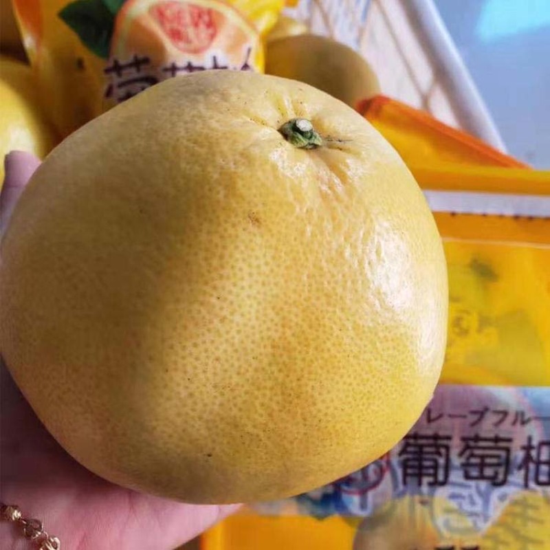 黄金蜜柚苗嫁接金橘蜜柚子苗金橙蜜柚子树苗盆栽地栽黄金