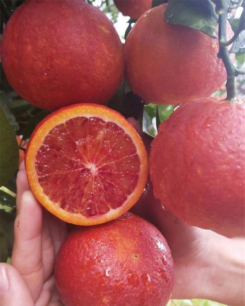 意大利阿诺德血橙苗有玫瑰香味橙子树苗南方北方种植当年