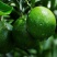 果树苗红心绿橙苗嫁接琼中绿橙苗绿橙树苗当年结果包