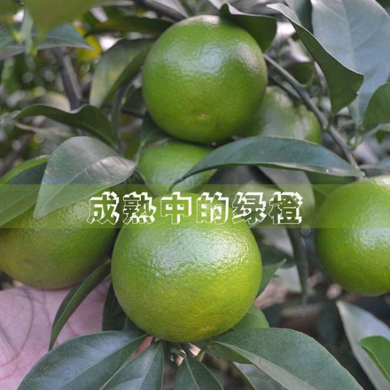 果树苗红心绿橙苗嫁接琼中绿橙苗绿橙树苗当年结果包