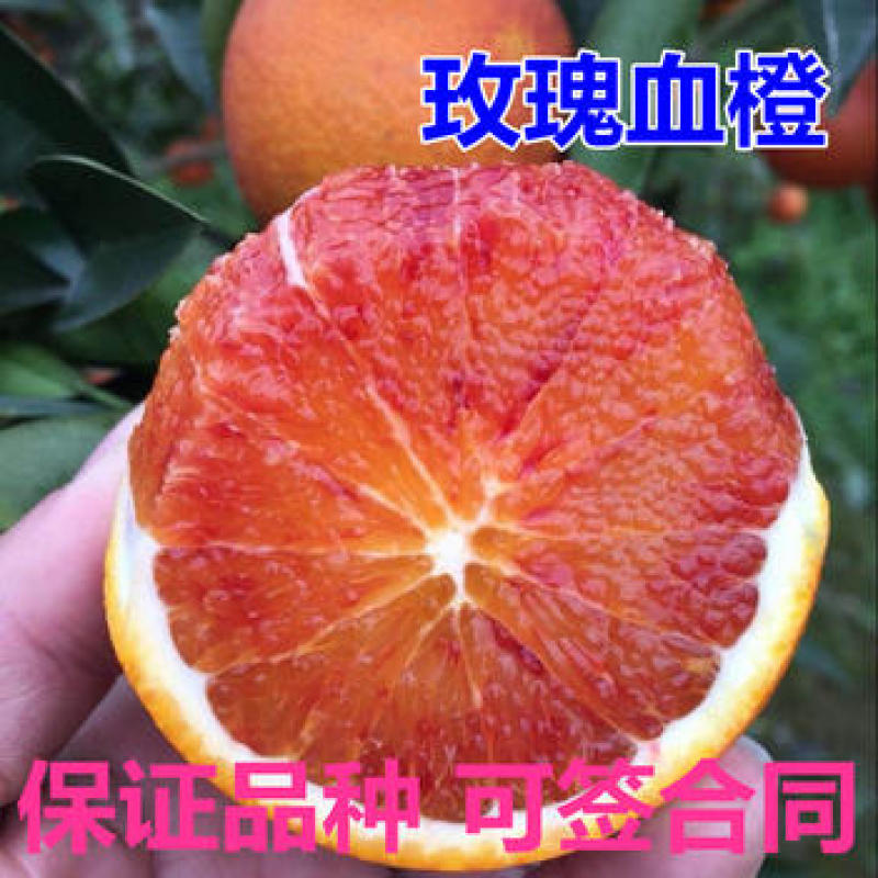 玫瑰血橙苗玫瑰香橙树苗橙子苗玫瑰香橙盆栽地栽当年结