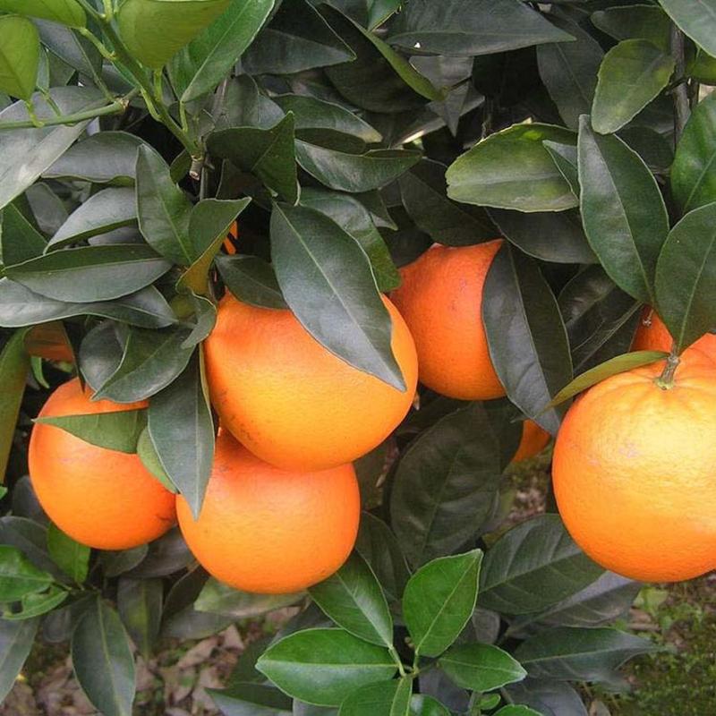橙子树苗嫁接苗当年结果赣南脐橙树苗无核蜜橙橙子南方种