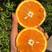 橙子树苗嫁接苗当年结果赣南脐橙树苗无核蜜橙橙子南方种