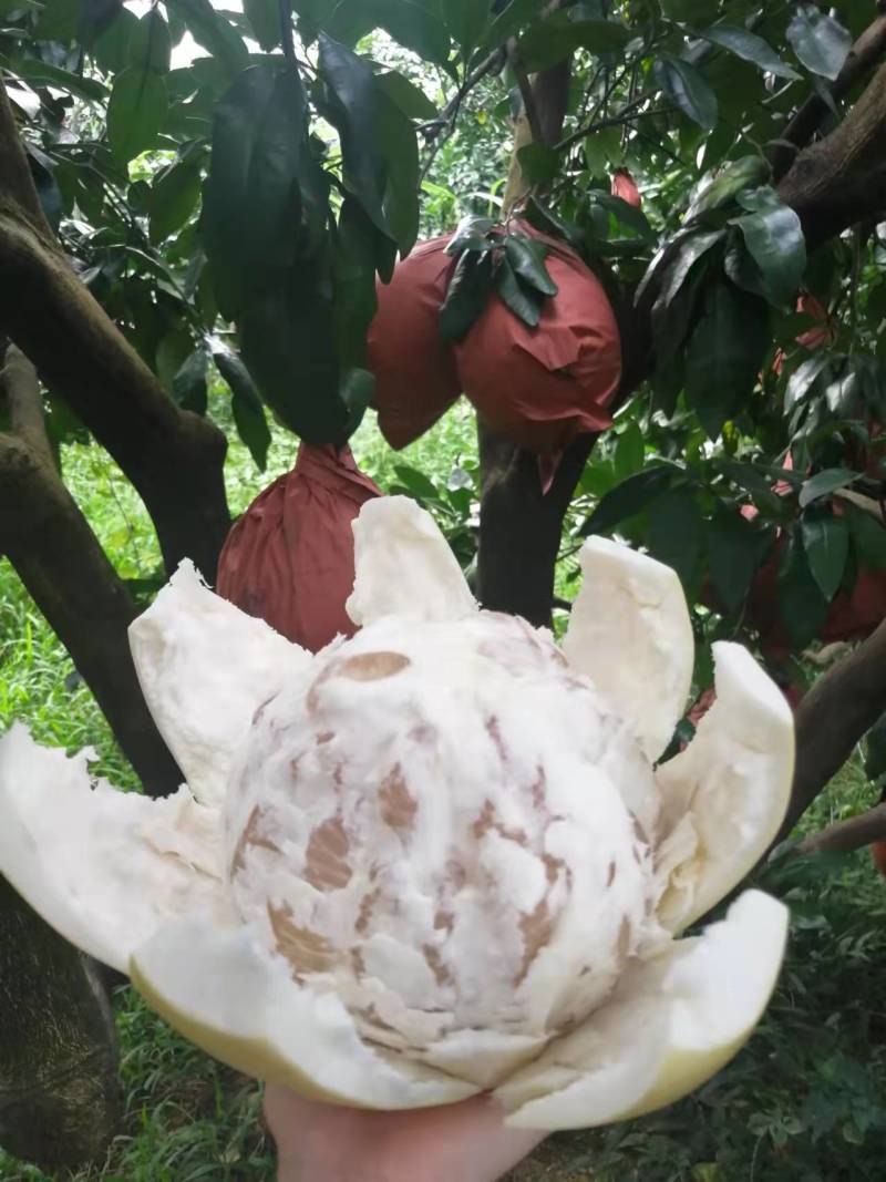 平和蜜柚，白柚，自家种植，现采现摘，新鲜水果