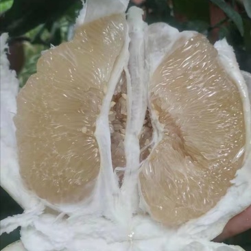 平和蜜柚，白柚，自家种植，现采现摘，新鲜水果
