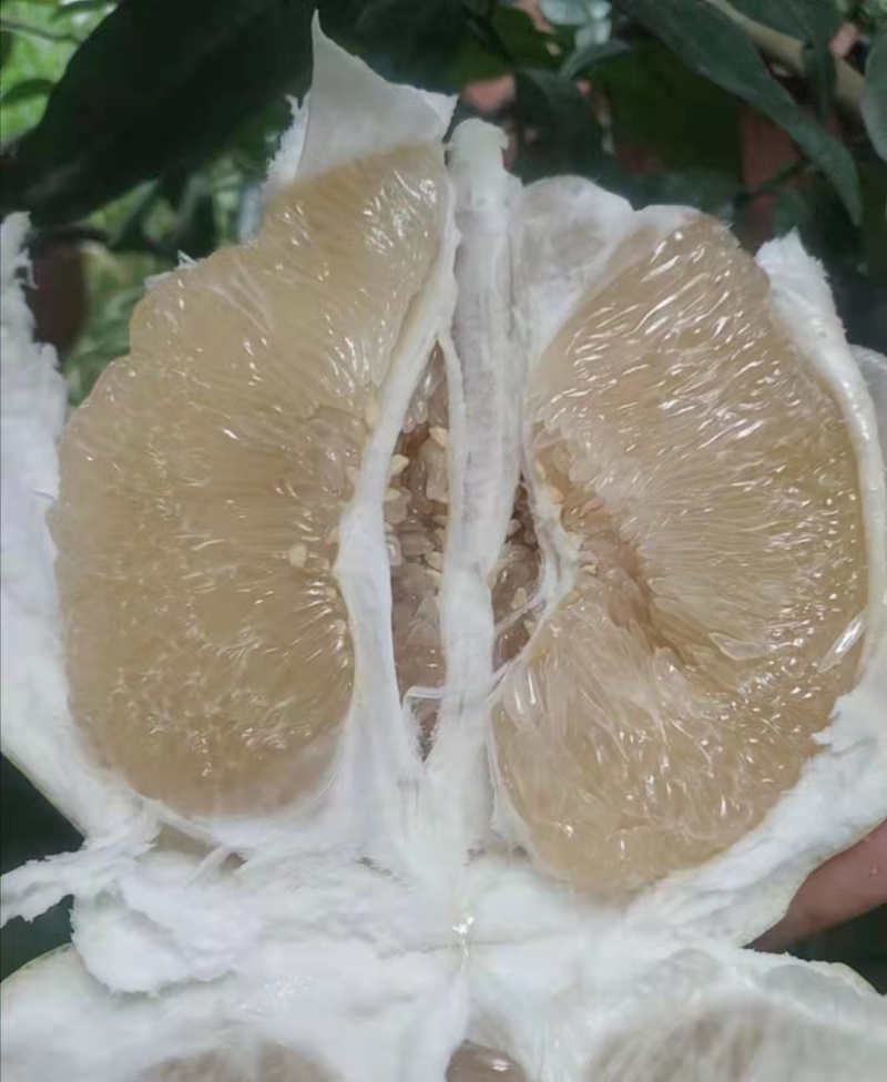平和蜜柚，白柚，自家种植，现采现摘，新鲜水果
