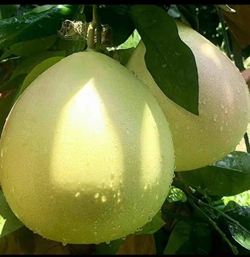 平和蜜柚，白柚，自家种植，现采现摘，新鲜水果