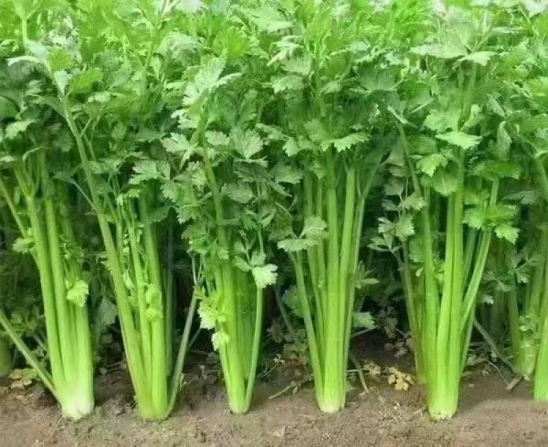 暖棚芹菜中颗细颗可打包，可打捆基地直发