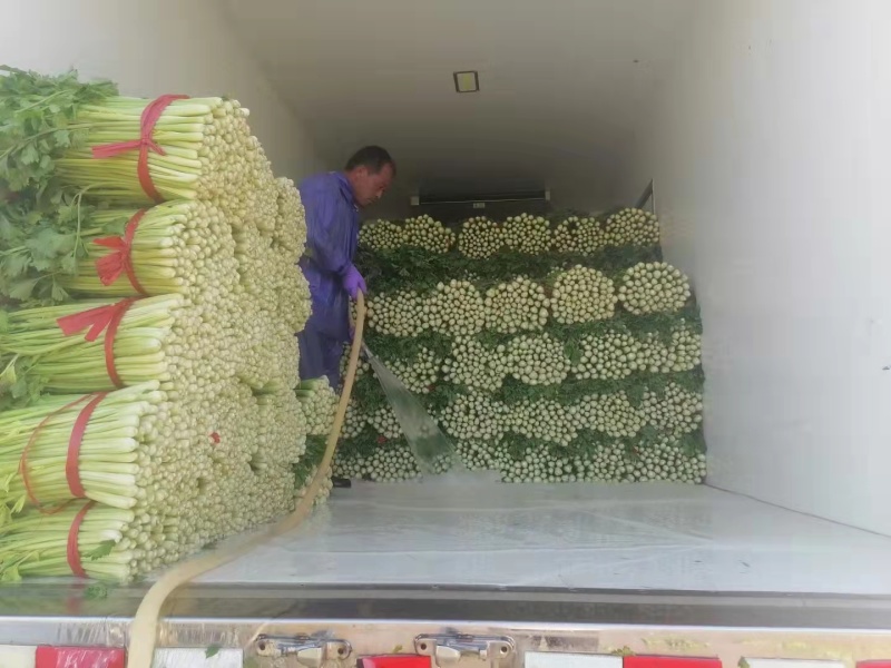 暖棚芹菜中颗细颗可打包，可打捆基地直发