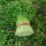 暖棚芹菜中颗细颗可打包，可打捆基地直发