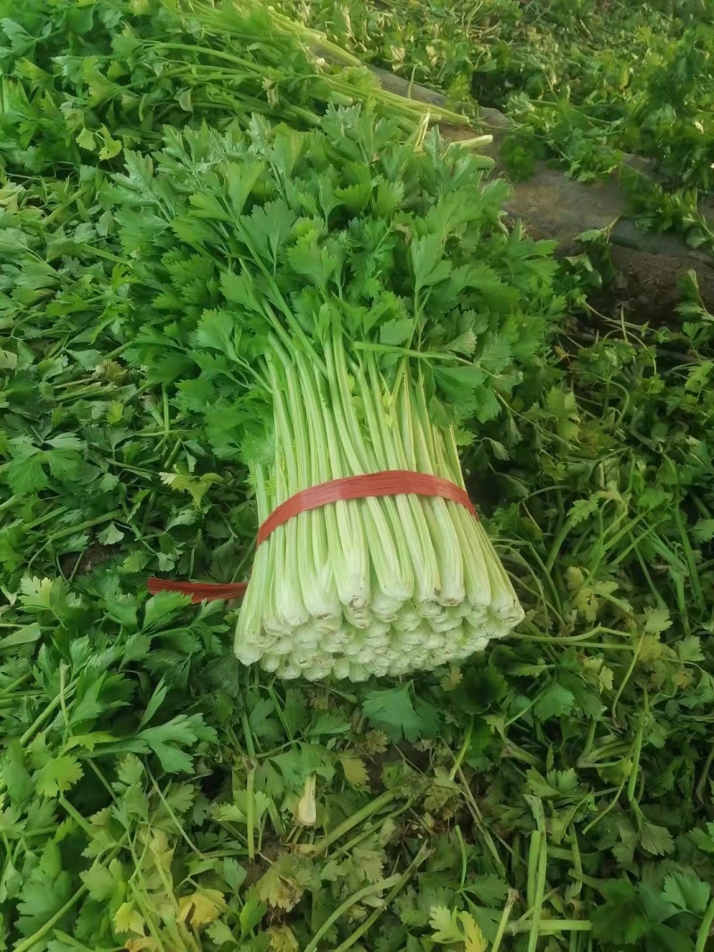 暖棚芹菜中颗细颗可打包，可打捆基地直发