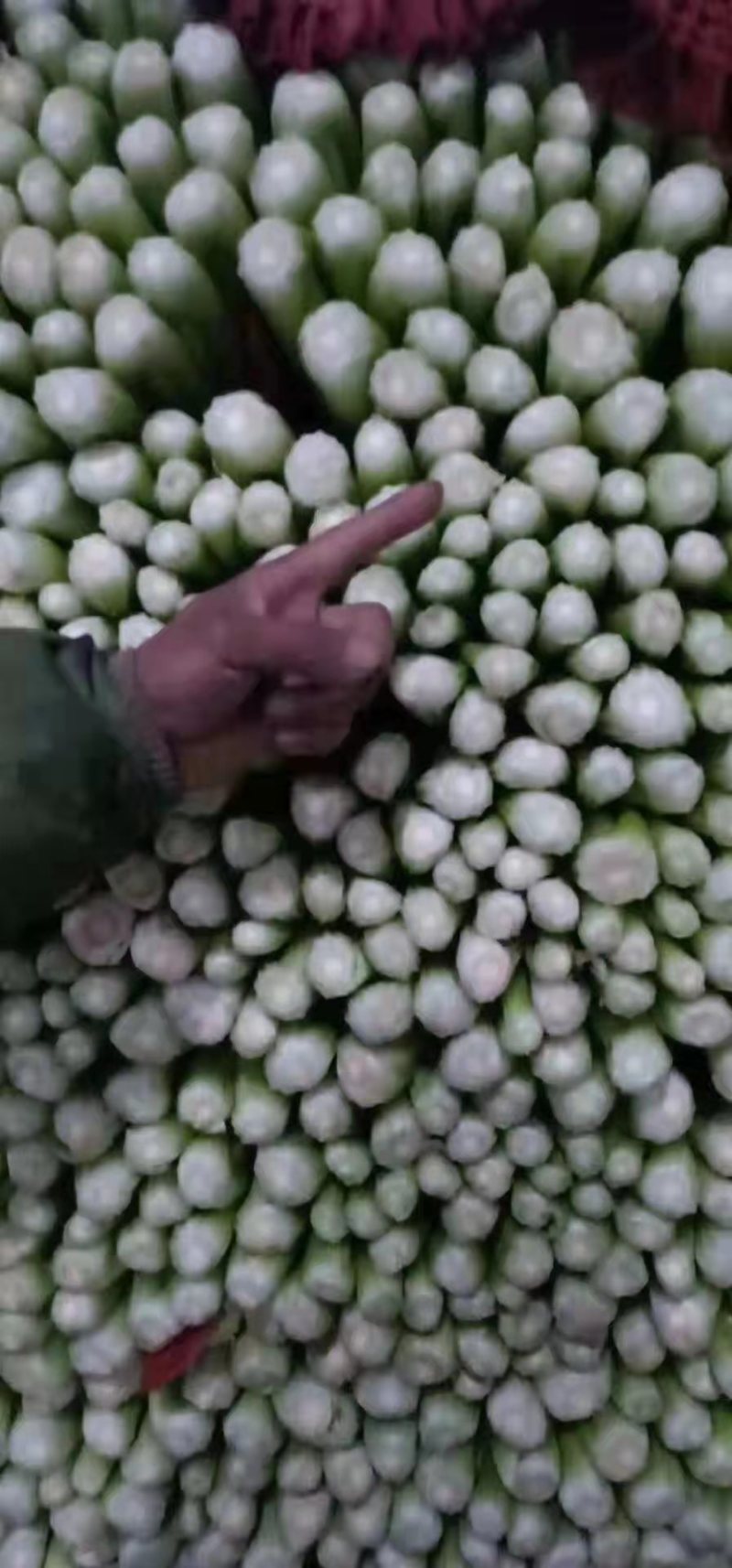 暖棚芹菜中颗细颗可打包，可打捆基地直发