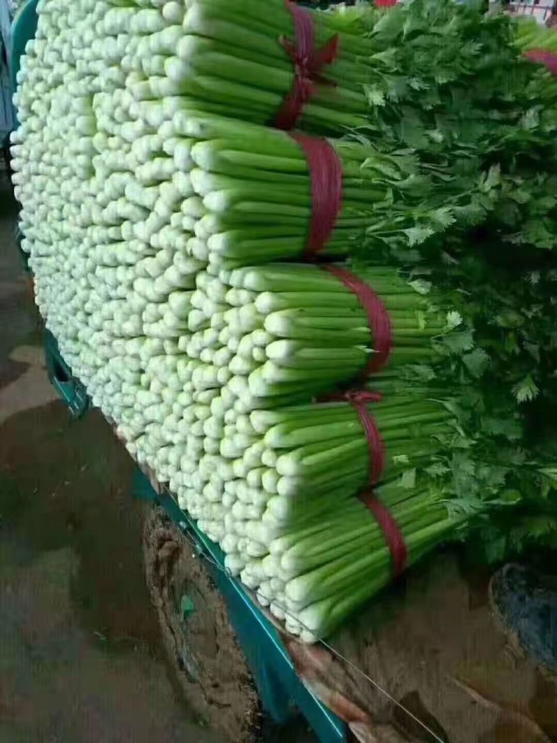 暖棚芹菜中颗细颗可打包，可打捆基地直发
