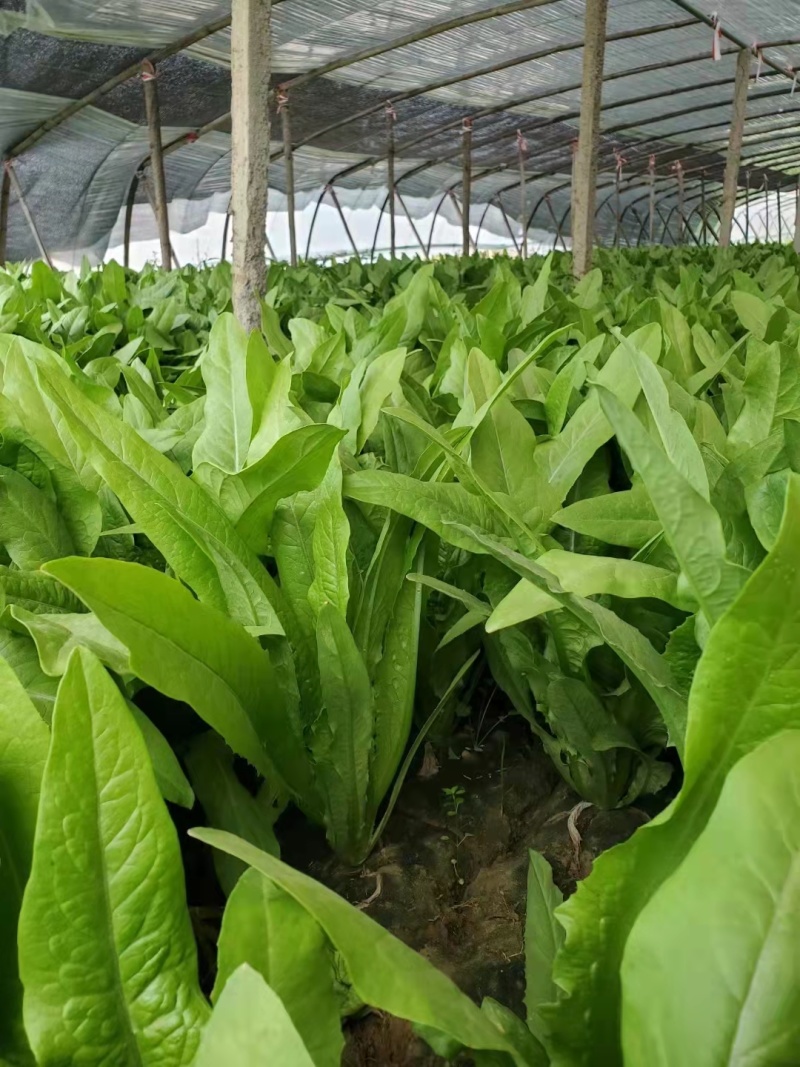 精品油麦菜叶片大颜色绿粗细均匀基地直发