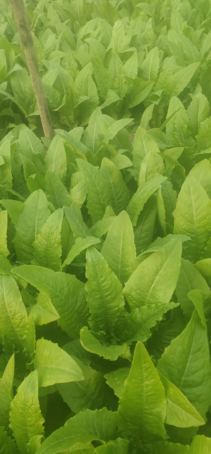 精品油麦菜叶片大颜色绿粗细均匀基地直发