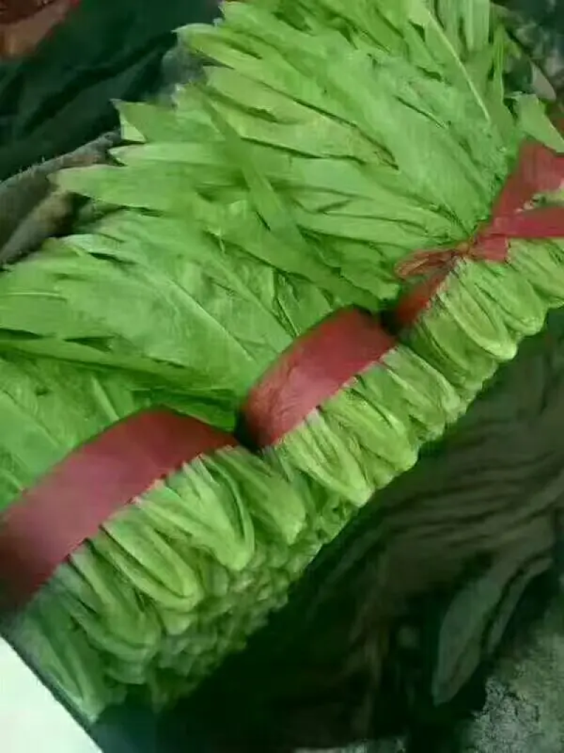 精品油麦菜叶片大颜色绿粗细均匀基地直发