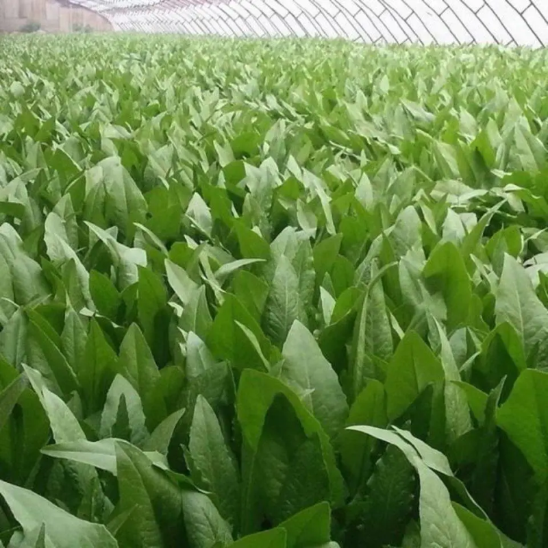 精品油麦菜叶片大颜色绿粗细均匀基地直发