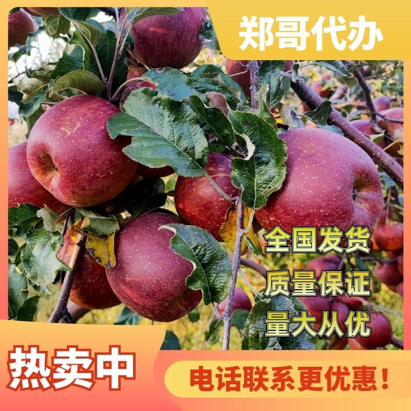 大凉山丑苹果盐源丑苹果产地代办商超品质量大从优