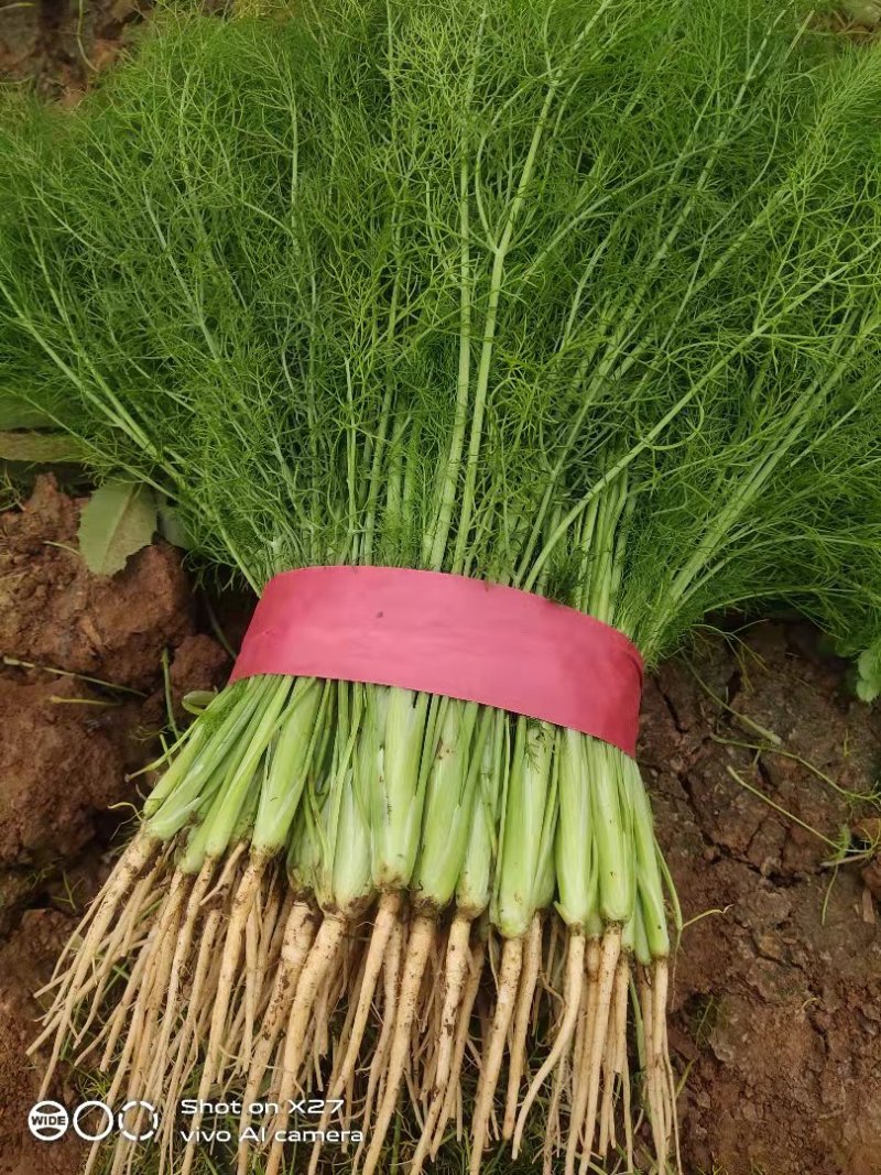 精品茴香25－30cm货源充足，保质保量！产地直发