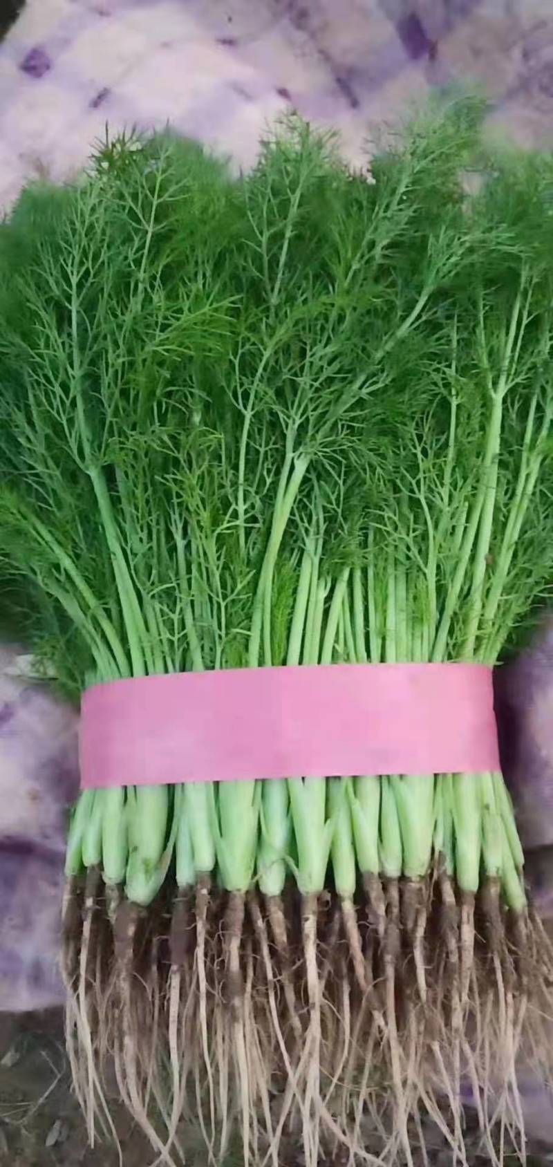 精品茴香25－30cm货源充足，保质保量！产地直发