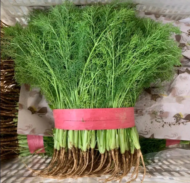 精品茴香25－30cm货源充足，保质保量！产地直发