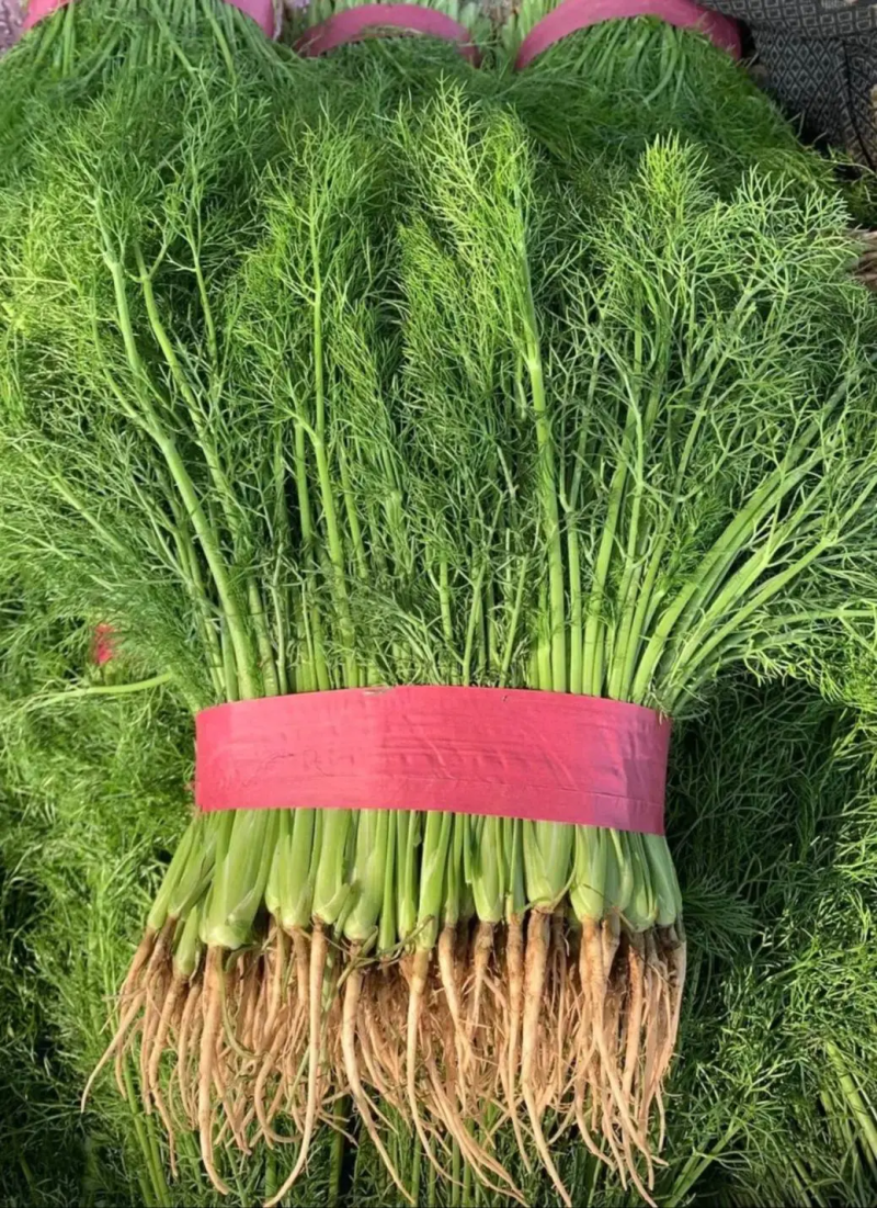 精品茴香25－30cm货源充足，保质保量！产地直发