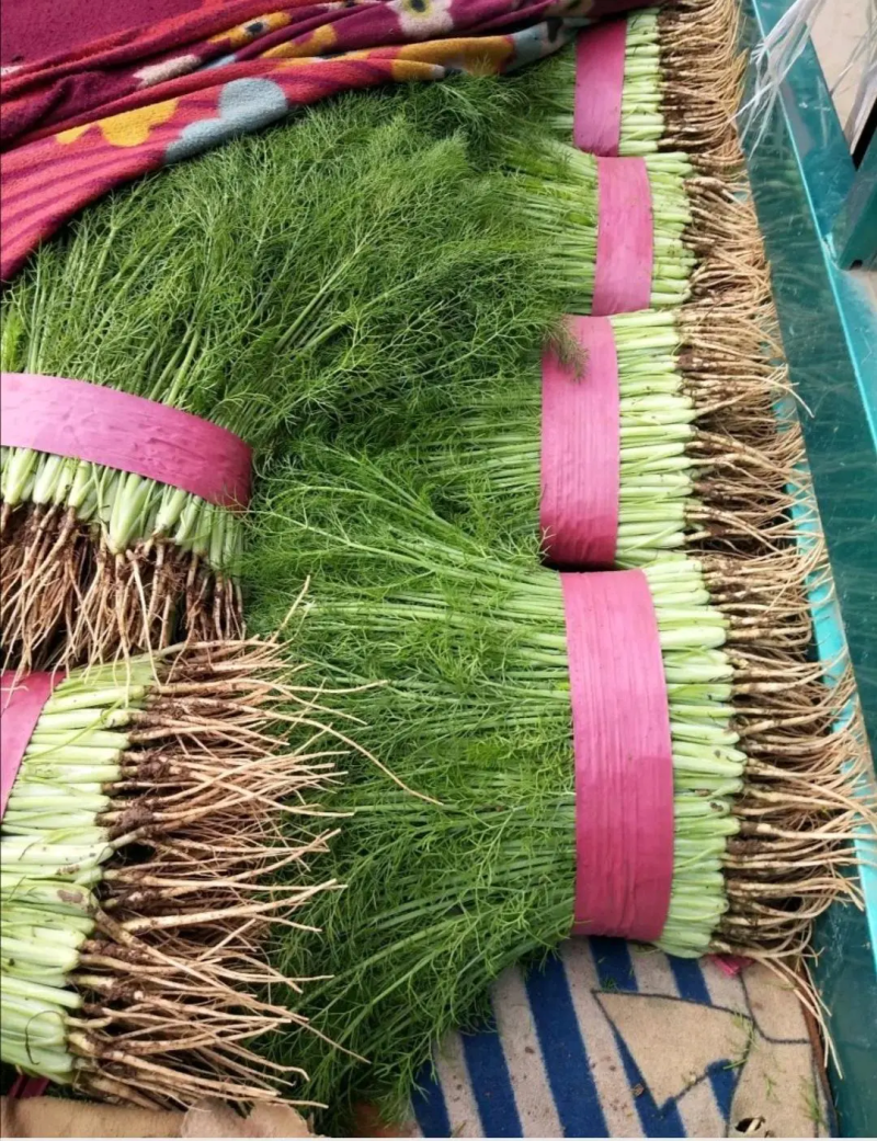 精品茴香25－30cm货源充足，保质保量！产地直发
