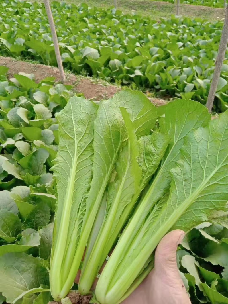 青梗小白菜产地直销万亩叶菜基地欢迎你的到来