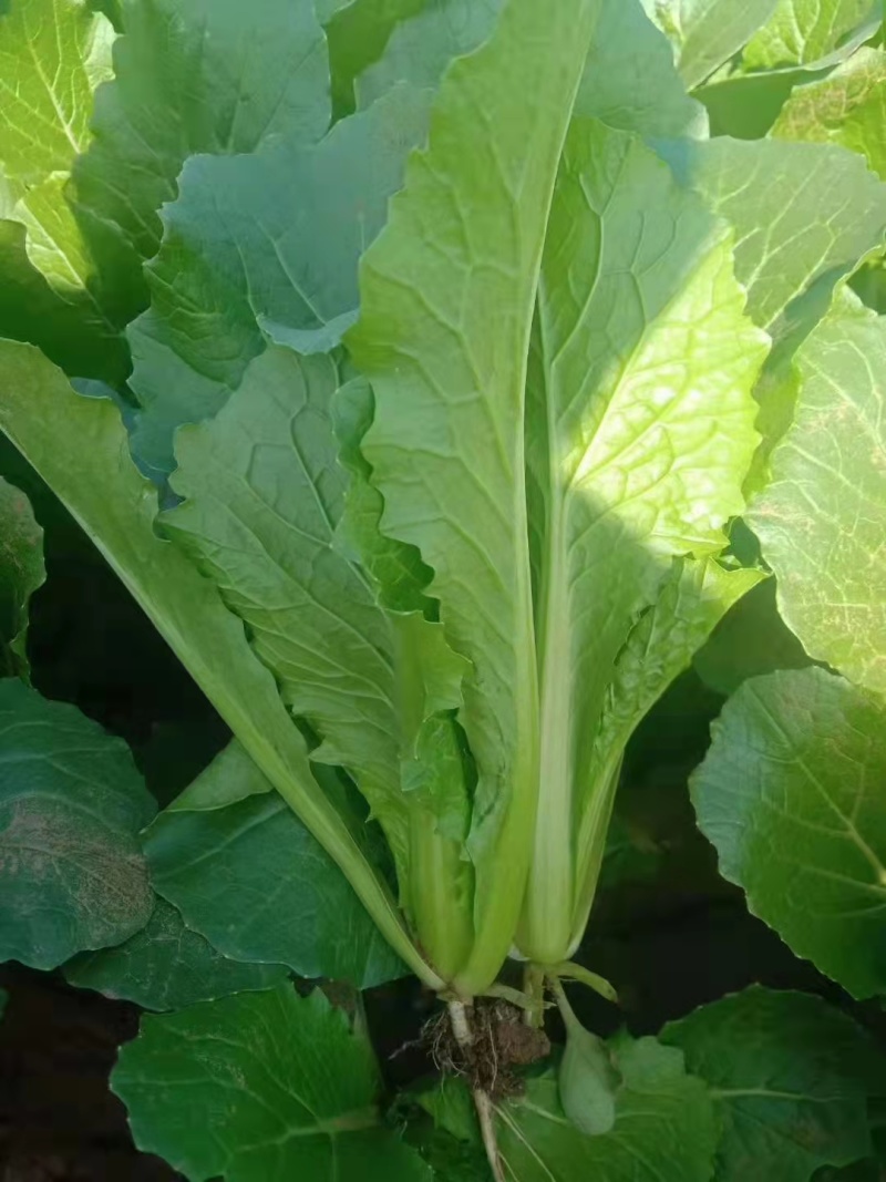 青梗小白菜产地直销万亩叶菜基地欢迎你的到来