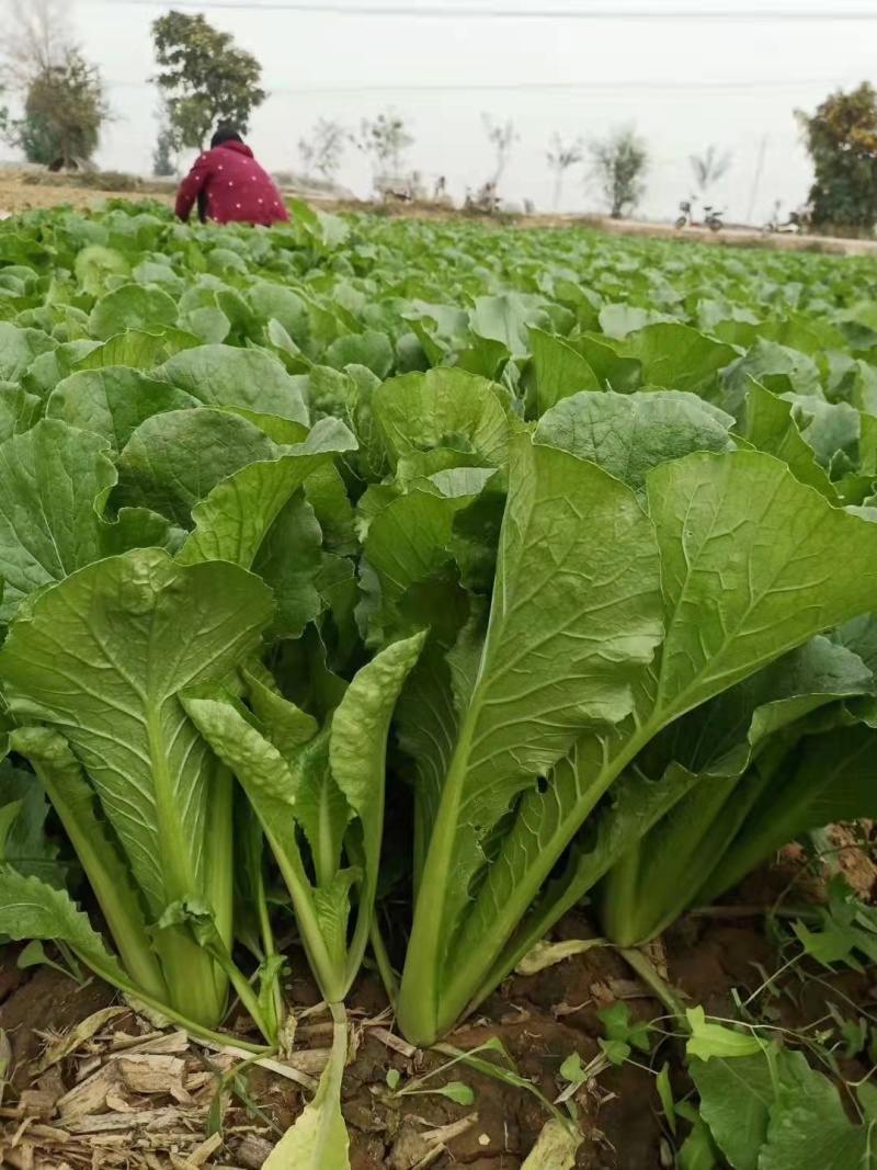 青梗小白菜产地直销万亩叶菜基地欢迎你的到来
